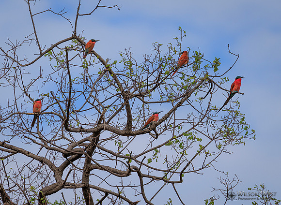 Carmine Bee-eater