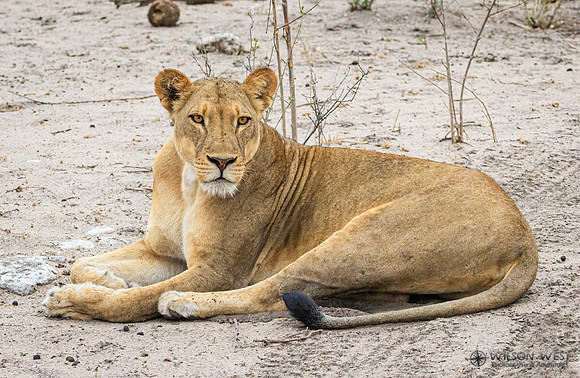 Lion