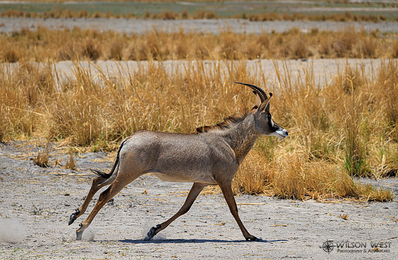 Roan Antelope