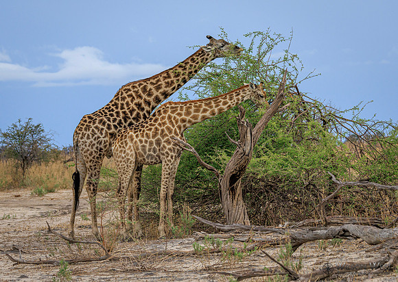 Giraffe