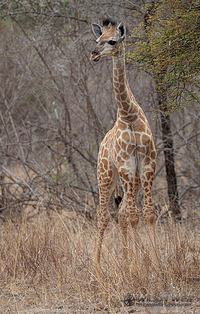 Giraffe