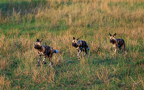 African Wild Dog