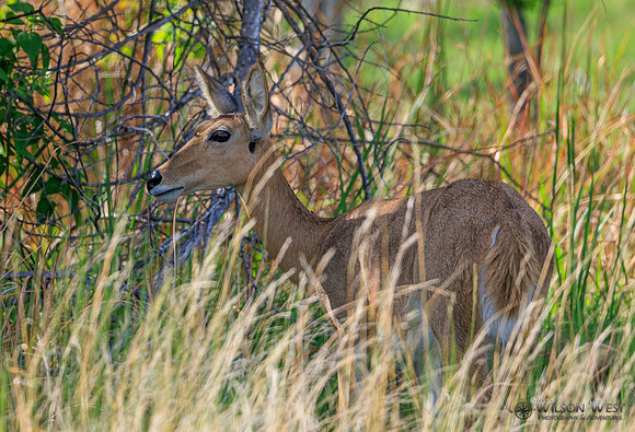Reedbuck