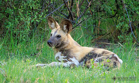 African Wild Dog
