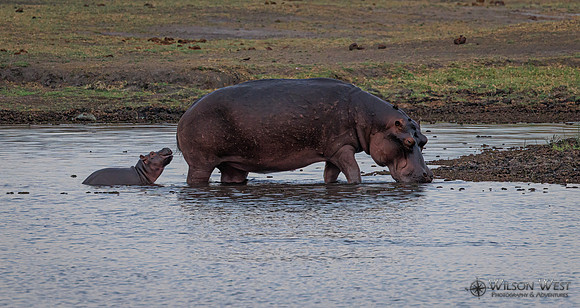 Hippopotamus