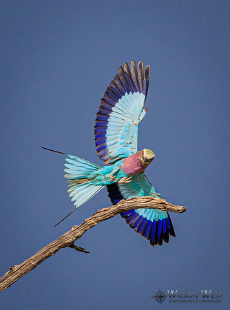 Lilac-breasted Roller