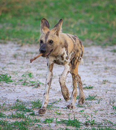 African Wild Dog