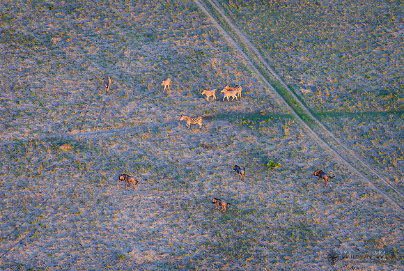 Okavango Delta Helicopter, Blue Wildebeest, Zebra