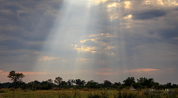 Sun Rays