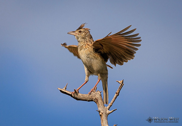 Rufous-naped Lark