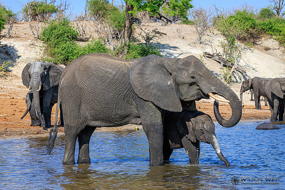 Elephant