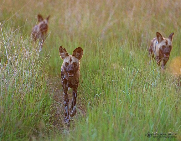 African Wild Dog
