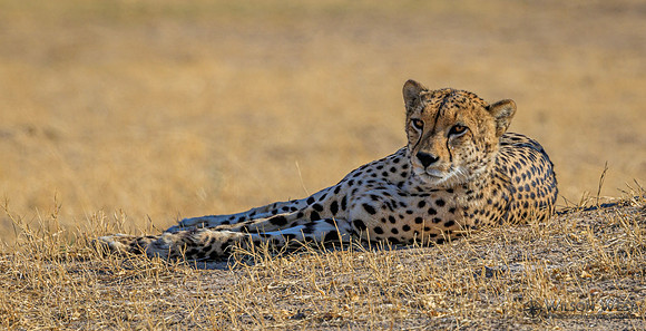 Cheetah