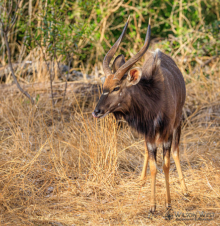 Nyala
