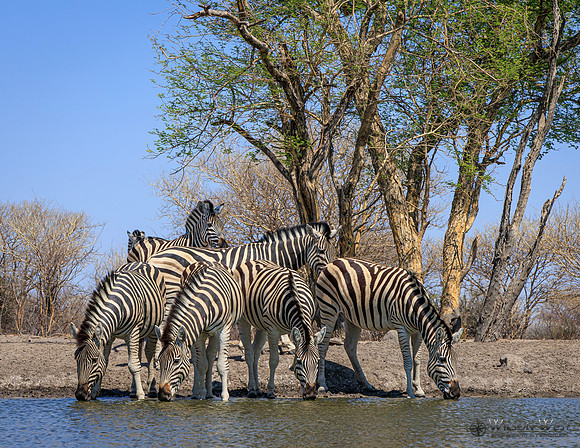Burchell's Zebra