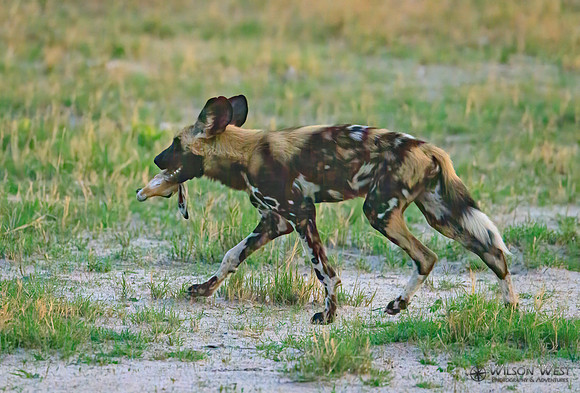 African Wild Dog