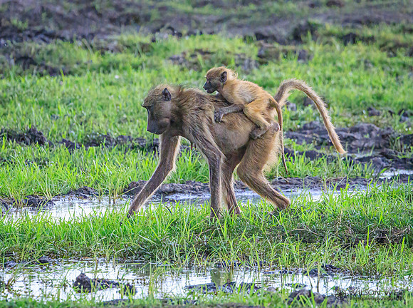 Baboon