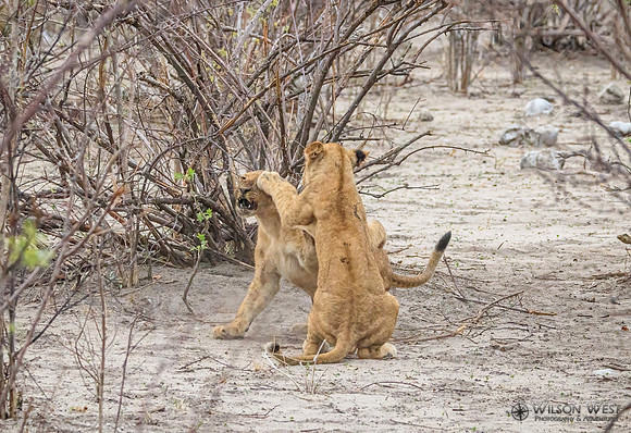 Lion