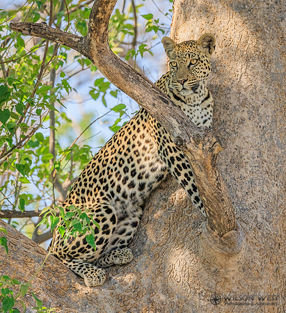 Leopard