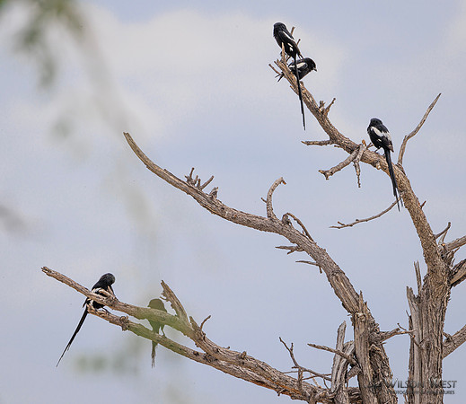 Magpie Shrike