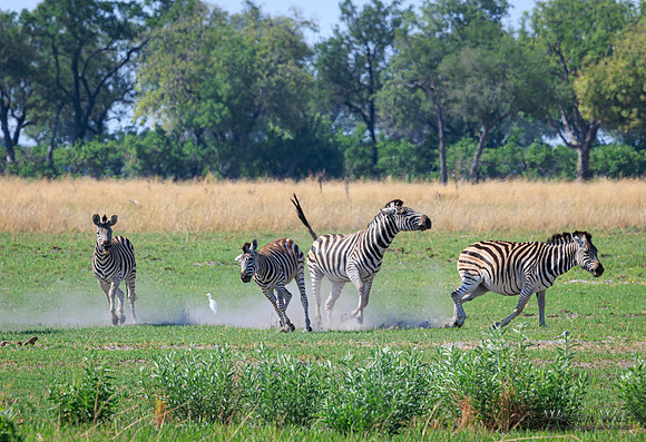 Burchell's Zebra