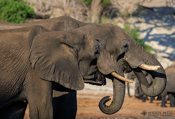 Elephant