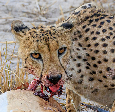 Cheetah