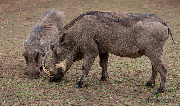 Warthog