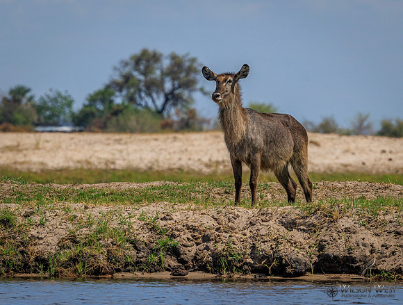 Common Waterbuck