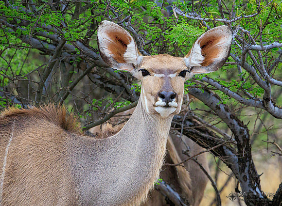 Greater Kudu