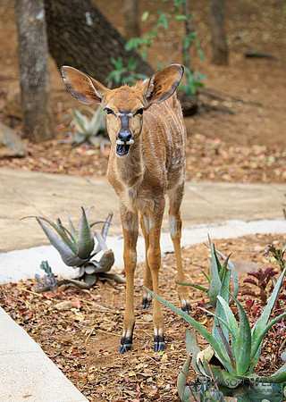 Nyala