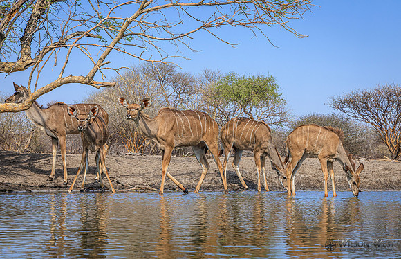 Greater Kudu