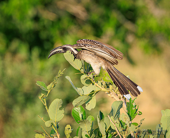 Gray Hornbill