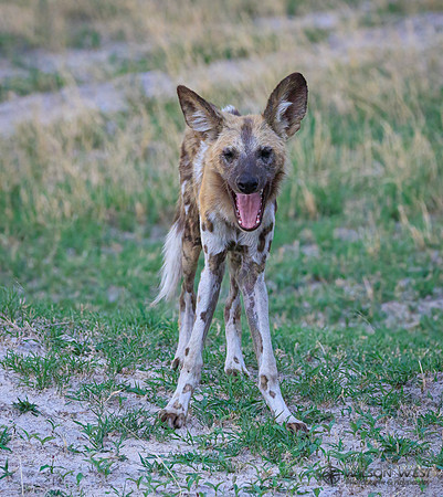 African Wild Dog