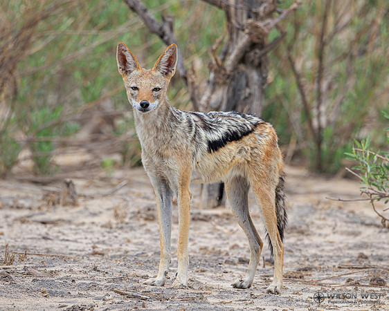 Black-backed Jackal