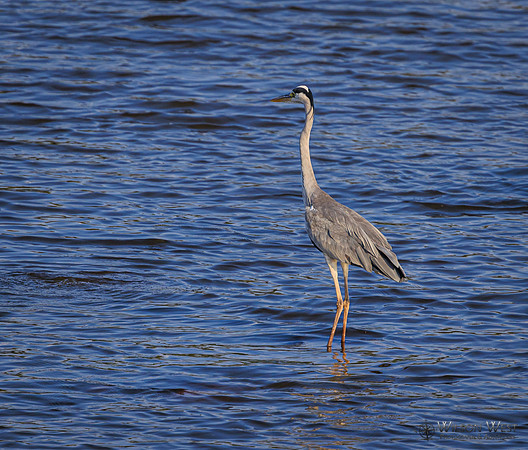 Gray Heron
