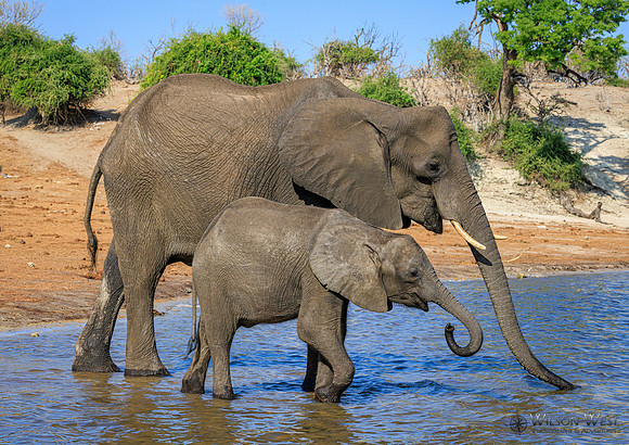 Elephant