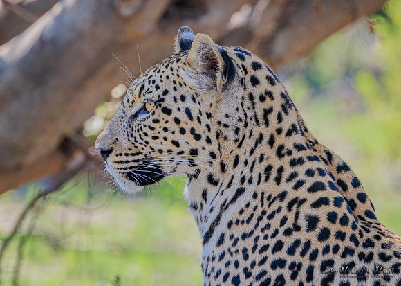 Leopard