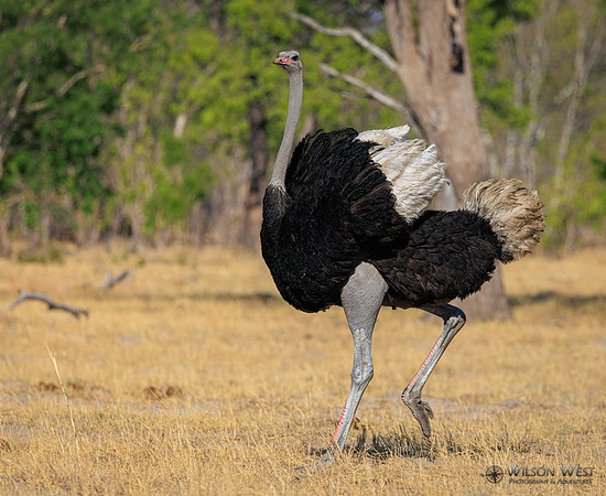 Ostrich