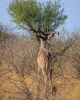 Greater Kudu