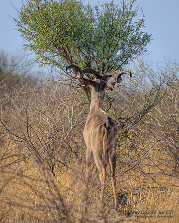 Greater Kudu