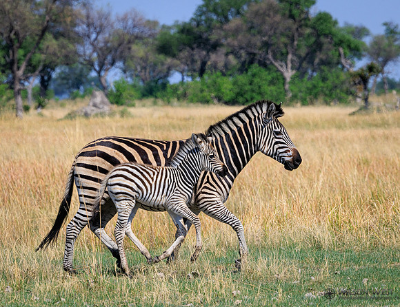 Burchell's Zebra