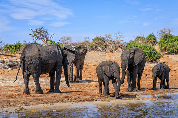 Elephant