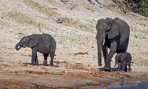 Elephant