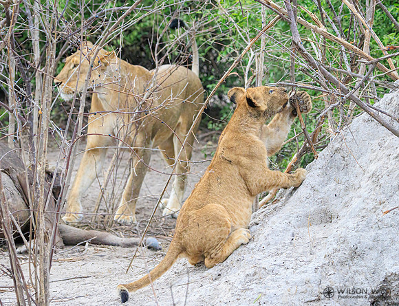 Lion