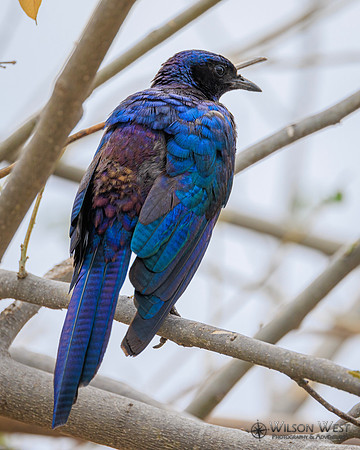 Burchells Starling
