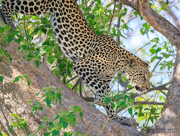 Leopard