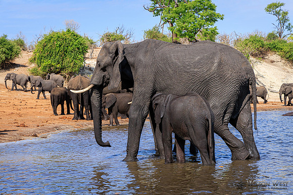 Elephant