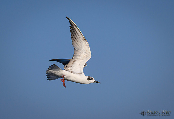 Whiskered Tern