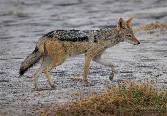 Black-backed Jackal